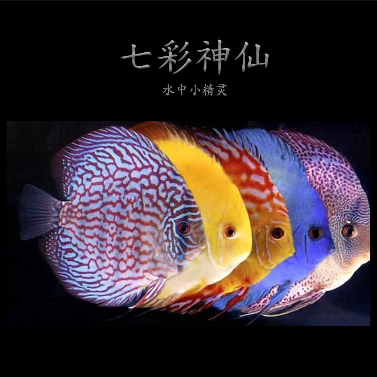 七彩魚(yú)觀賞魚(yú)淡水寵物魚(yú)七彩神仙魚(yú)漁場(chǎng)直銷