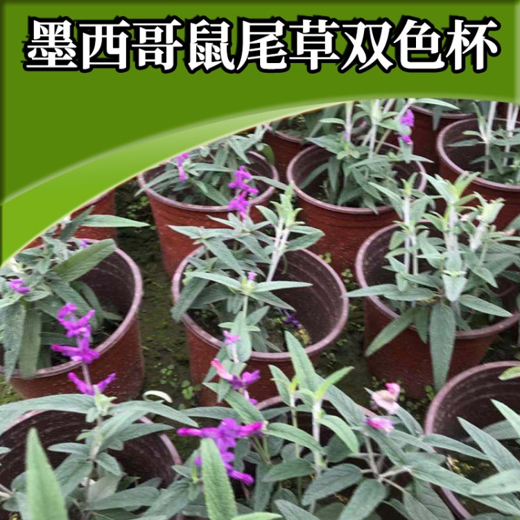 花海景觀花種鼠尾草 廠家直銷花卉香草庭院 墨西哥鼠尾草雙色杯