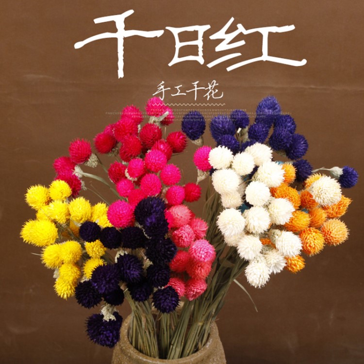 云南室內(nèi)裝飾自然干花 擺拍道具家居擺設(shè)插花千日紅干花花束