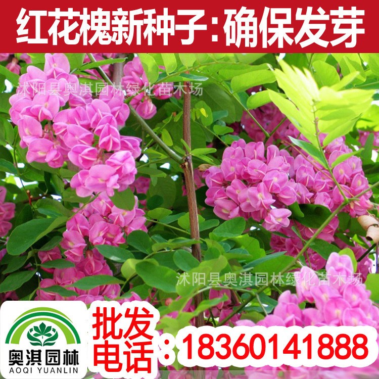 木本類林木種子 紅花刺槐種子 白花洋槐樹種子 江南槐 行道綠化