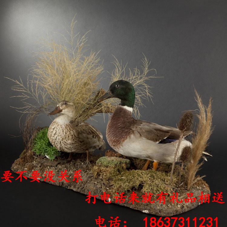 實物剝制鳥類標(biāo)本綠頭鴨標(biāo)本鳥類標(biāo)本天然鳥類標(biāo)本制作批發(fā)