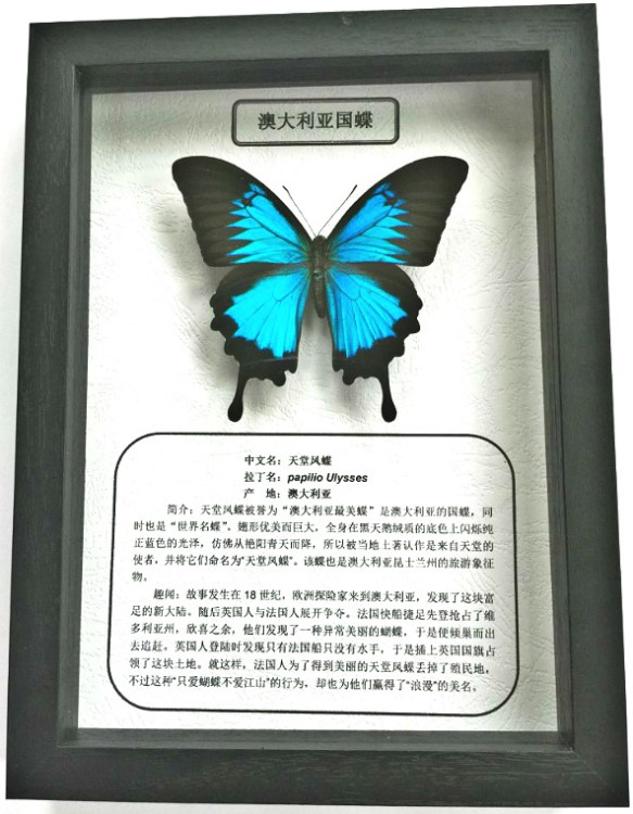 大蝴蝶标本上海邱语生物科技有限公司详情介绍大蝴蝶标本产品分类蝶语