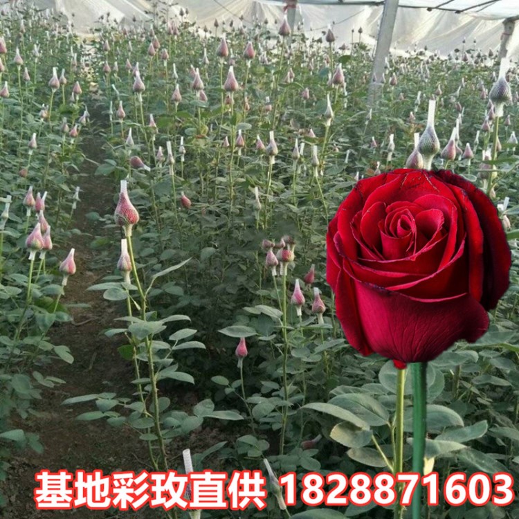 【玫瑰鮮切花】昆明基地 玫瑰 批發(fā) 20支/扎彩玫鮮花斗南