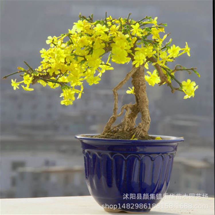 迎春花盆栽 精品提根造型盆景樹樁 小葉虎蹄迎春室內(nèi)盆景綠植盆栽