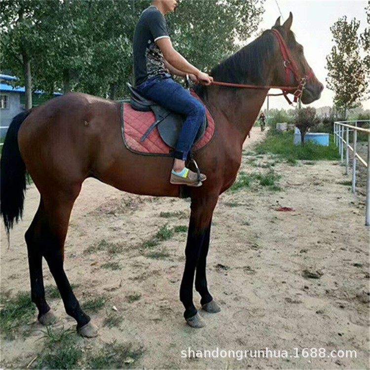 骑乘伊犁马 蒙古马 旅游马匹 阿拉伯马照相 白色马匹