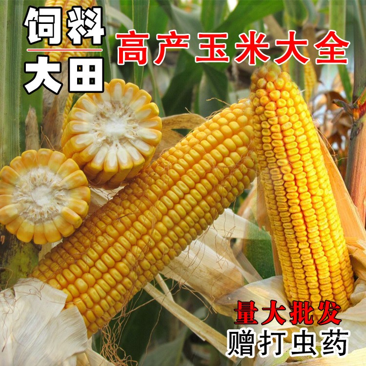 雜交玉米種子鄭單958抗病華農138飼料大田用種偉科702浚單29