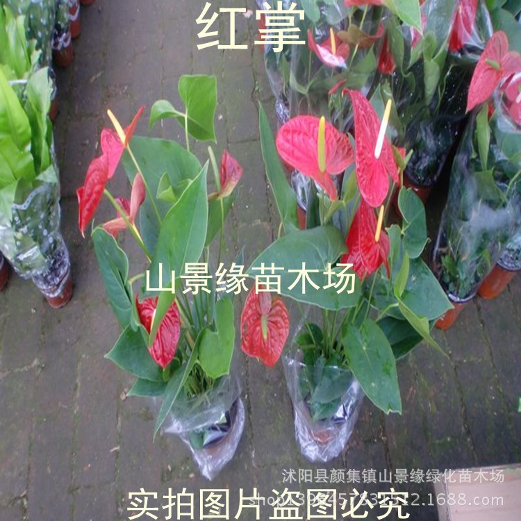 【基地直供】室內(nèi)綠化租擺盆栽花卉植物火鶴花 紅掌