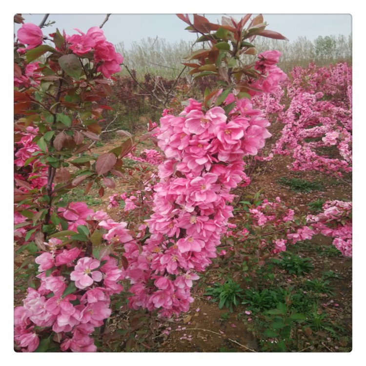 供应芭蕾海棠 现预订树苗小苗芭蕾海棠 品种 芭蕾海棠