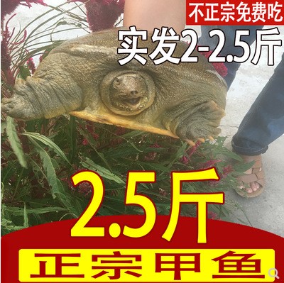 大甲魚活體包郵鮮活青黑色黃中華鱉食用農家水魚團魚八老鱉苗