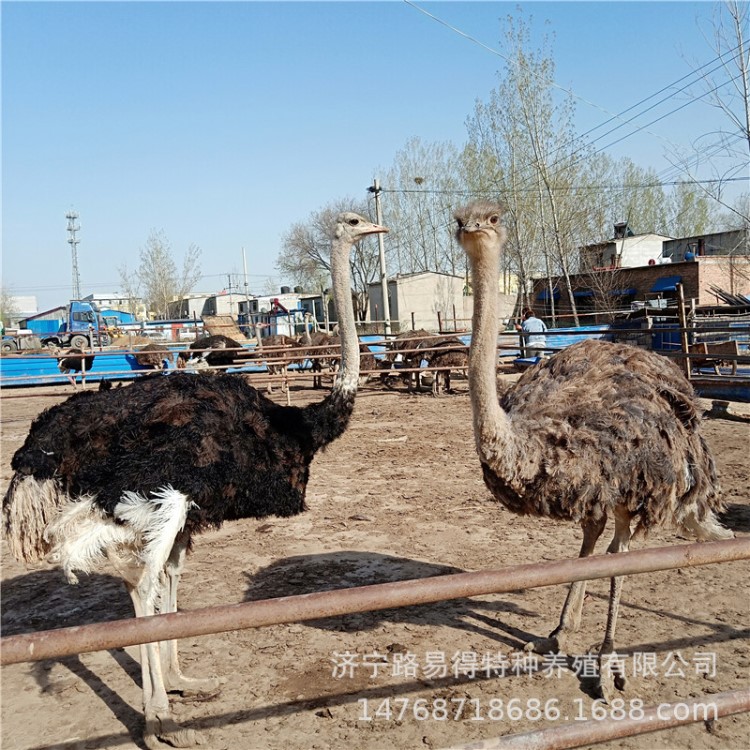 鴕鳥種蛋大型鴕鳥養(yǎng)殖場批發(fā)出售鴕鳥苗 種鴕鳥現(xiàn)在產(chǎn)蛋 養(yǎng)鴕鳥