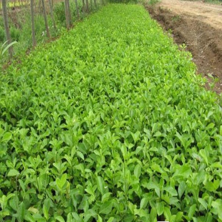 小葉扶芳藤 爬行衛(wèi)矛 藤本植物 綠化苗木 大量批發(fā) 杭州基地直銷