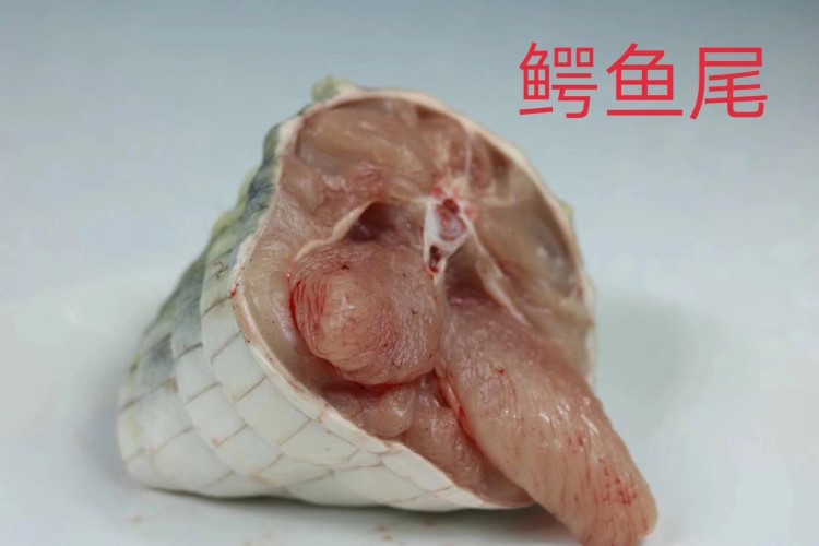 新鮮冰鮮有皮鱷魚尾批發(fā)和零售 廣東宏益鱷魚產(chǎn)業(yè)有限公司