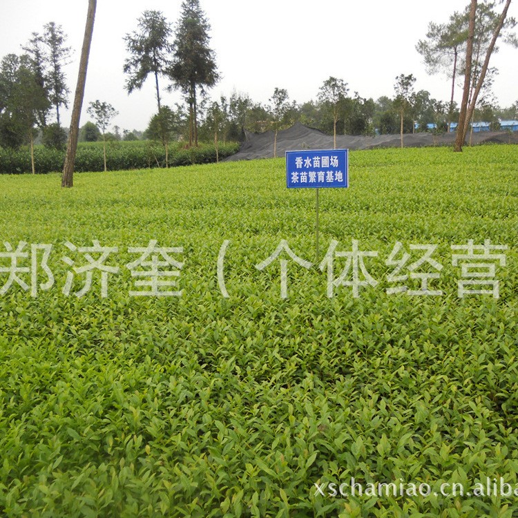 四川產(chǎn)地直銷(xiāo)茶葉茶苗 精品梅占茶樹(shù)苗 農(nóng)豐農(nóng)作物種苗批發(fā)