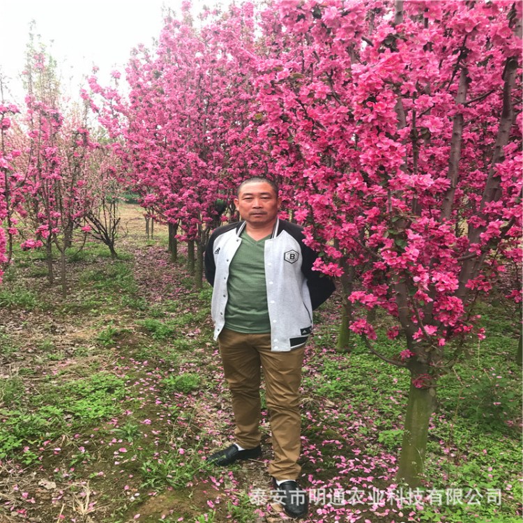 風(fēng)景樹(shù)貴州北美海棠樹(shù)苗 江西絢麗海棠樹(shù)苗 湖北西府海棠樹(shù)苗批發(fā)