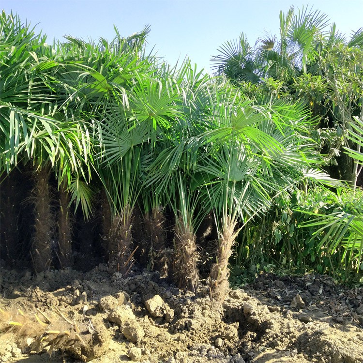 棕榈树苗(cm)冠幅其他品牌绿色系叶色色系常色叶色叶类型观叶主要观赏