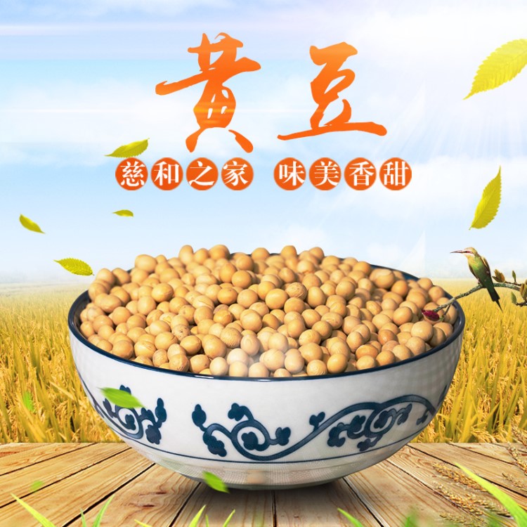 2019非轉(zhuǎn)基因黃豆豆?jié){東北 大豆打豆?jié){農(nóng)家自產(chǎn)小粒雜糧粗糧 五谷