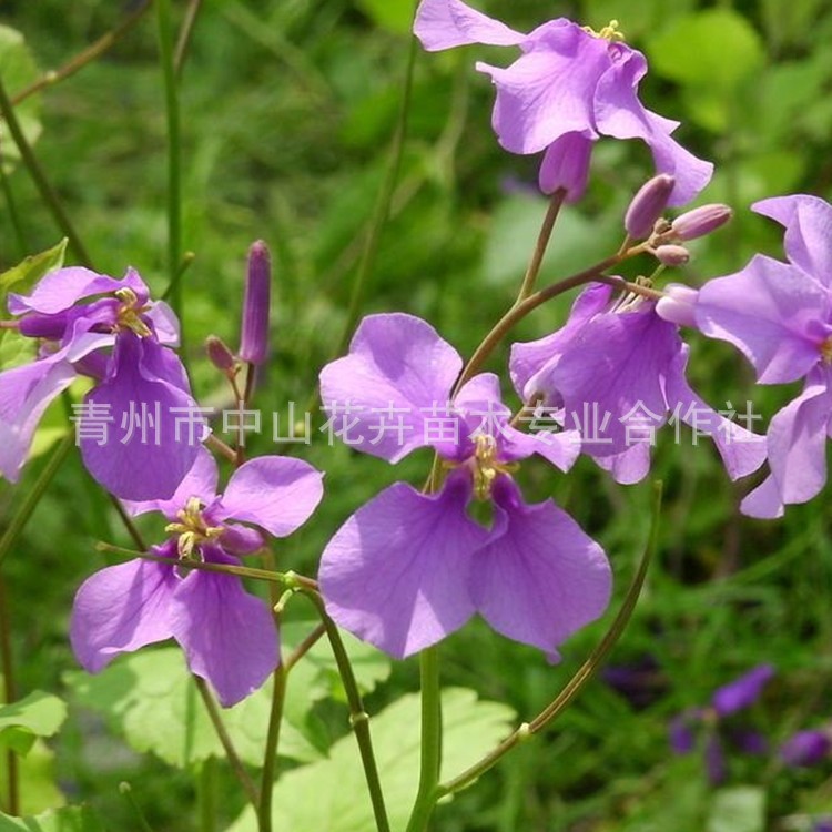 青州基地种植宿根二月兰 开花早花期长 成活率高 绿化效果好