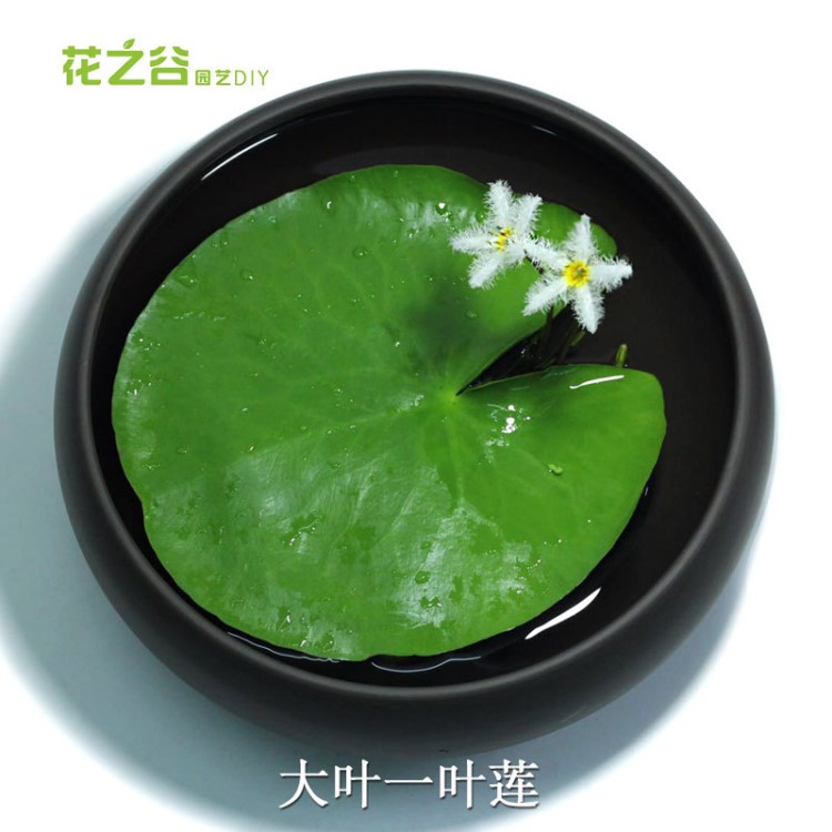 龍骨蓮浮萍浮性水草水生植物形龍骨蓮一葉瓣滿(mǎn)10元包郵