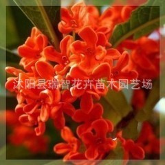 桂花苗速生丹桂金桂沉香桂金桂馥桂朱砂桂狀元紅早紅桂天香臺閣