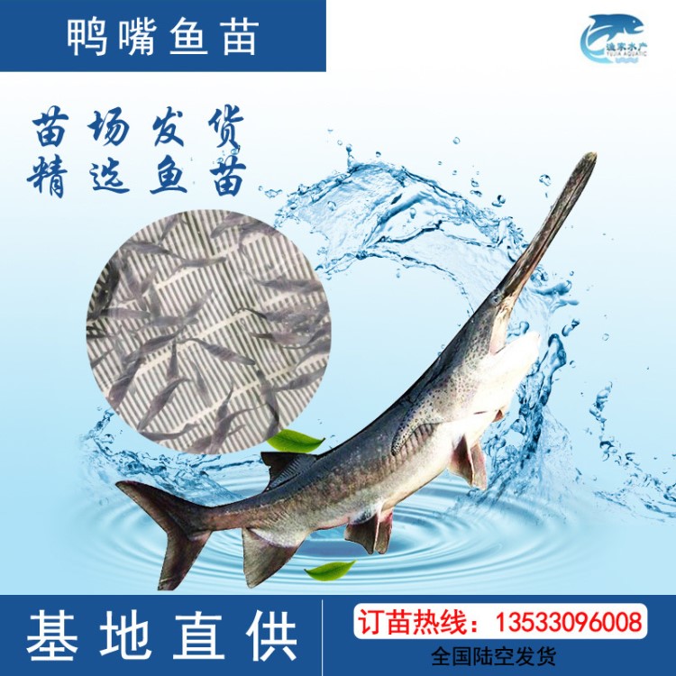 鴨嘴魚(yú)苗活體 苗魚(yú) 美國(guó)鴨嘴魚(yú)苗 匙吻鱘魚(yú)苗 淡水養(yǎng)殖魚(yú)苗批發(fā)