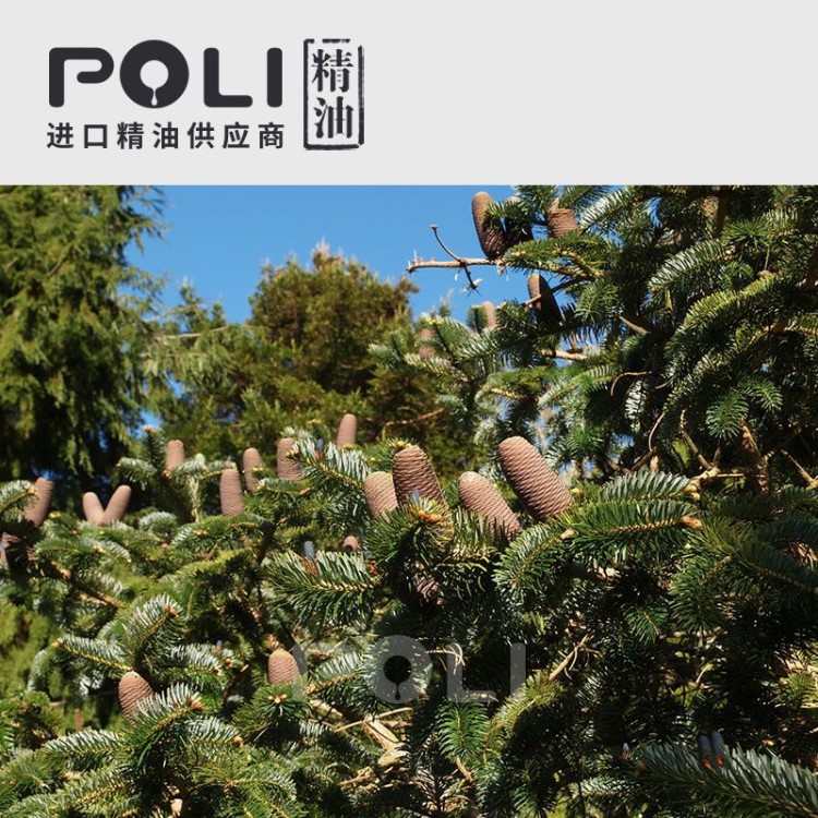 (尼泊尔) 1号喜马拉雅冷杉精油 OEM单方精油原料【POLI/颇黎】