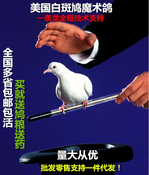 斑鳩活物鳥手養(yǎng)深灰斑鳩白斑鳩斑鳩斑鳩幼崽斑鳩種鳥非野生包郵