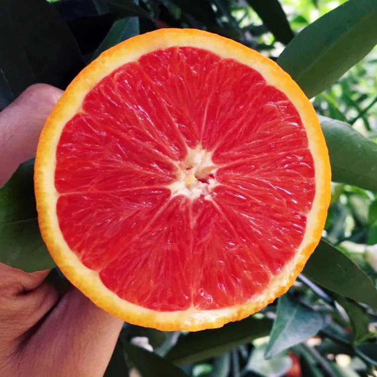 血橙新鲜摘秭归红肉脐橙红心橙血橙新鲜水果雪橙当季水果批发