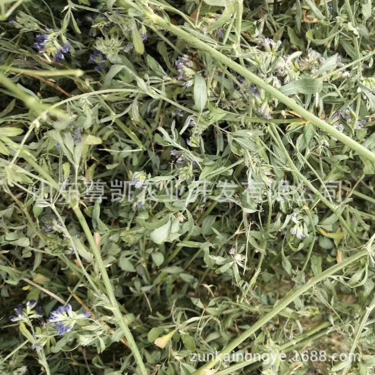 2019二茬紫花苜蓿草松散捆國產(chǎn)紫花苜蓿草捆牛馬羊草料牧草飼料