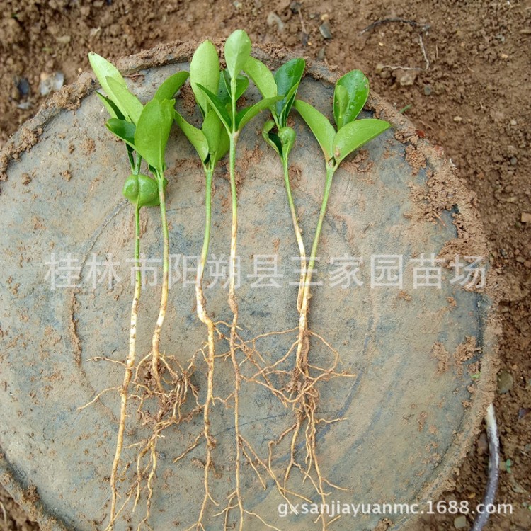 四川紅桔小苗 紅桔實(shí)生苗 廣西紅桔苗基地直銷