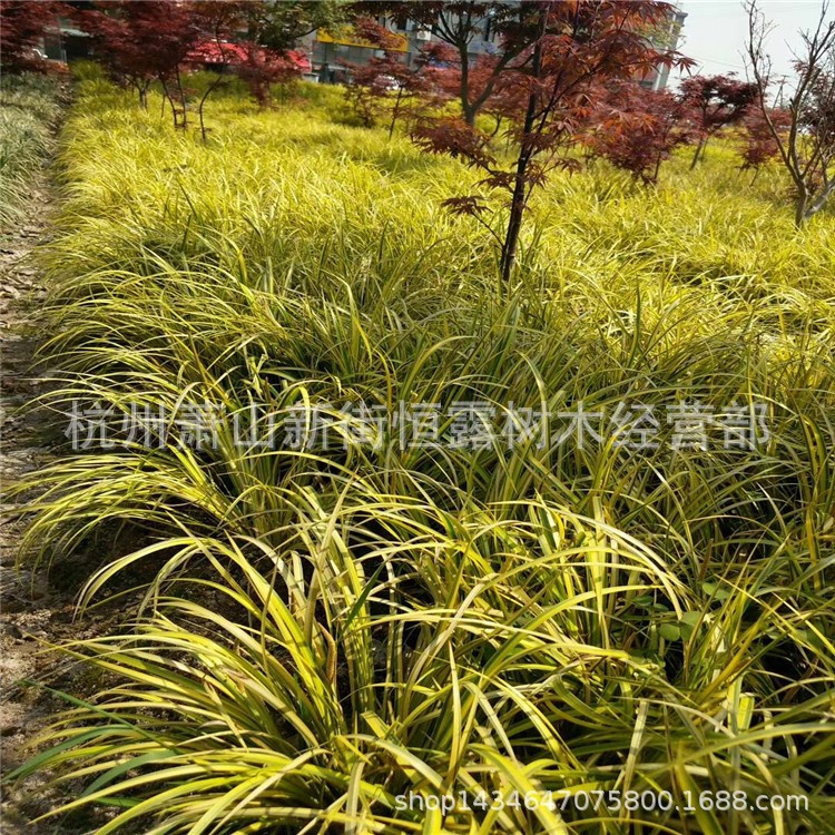 批發(fā) 金邊石菖蒲 水生植物 金線石菖蒲 常綠彩葉植物