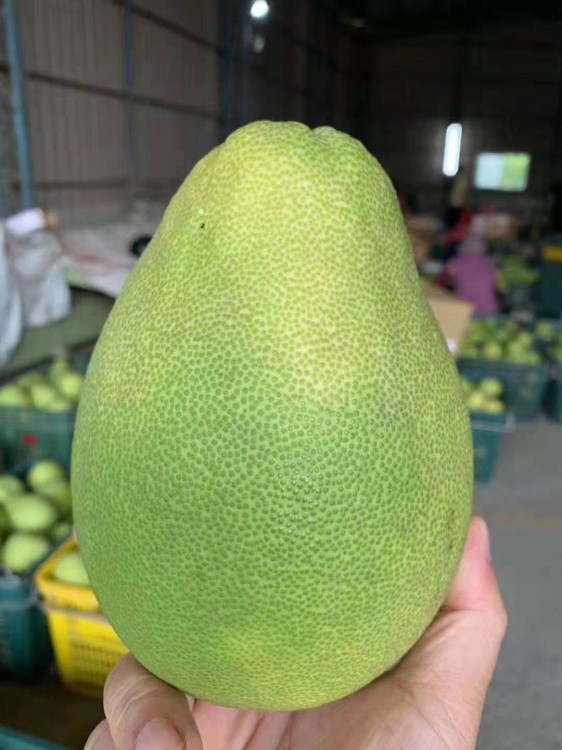 臺灣文旦柚 6kg禮盒裝 麻豆文旦柚 麻豆柚子青皮 精品水果
