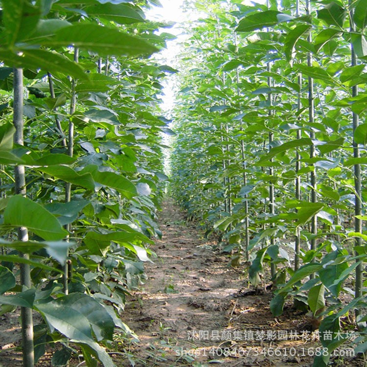 供应园林绿化苗木白蜡 速生白蜡苗木价格合理 白蜡苗培育基地优惠