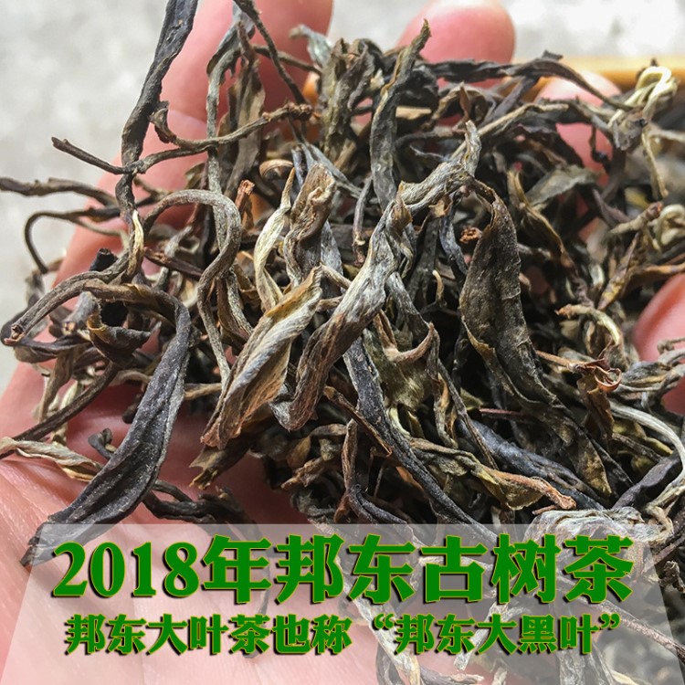 普洱茶生茶2018年普洱茶散茶頭春古樹茶邦東大葉茶云南普洱茶批發(fā)