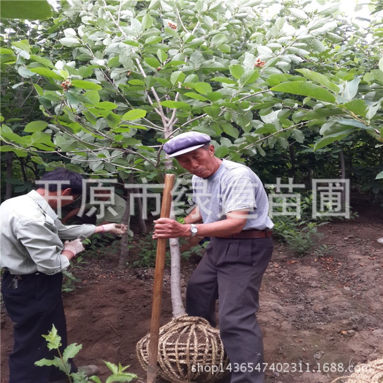 產(chǎn)地直銷 天女木蘭喬木 叢生天女木蘭 風(fēng)景行道樹(shù)小花木蘭