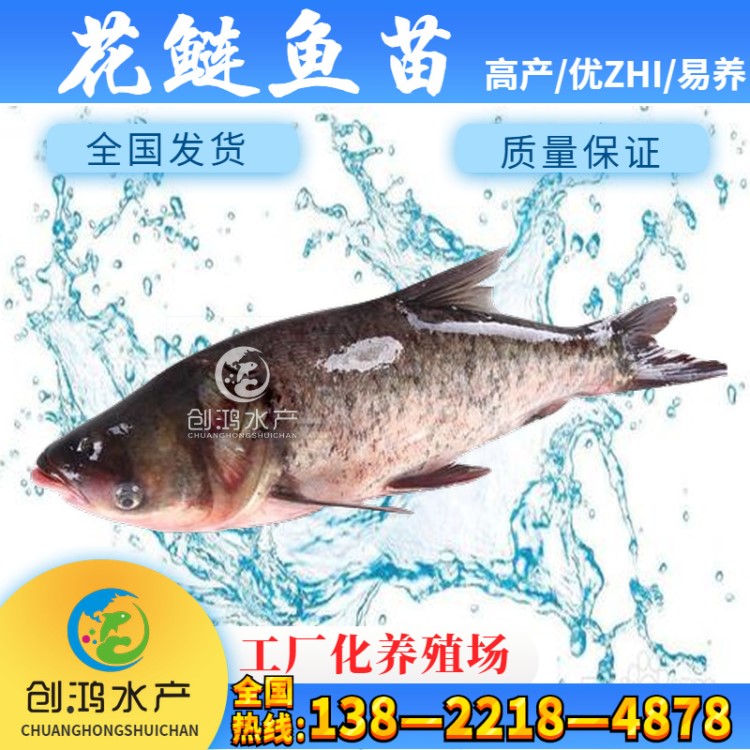 【大量供應(yīng)】四大家魚 大頭魚苗 鳙魚苗 胖頭魚苗 淡水養(yǎng)殖