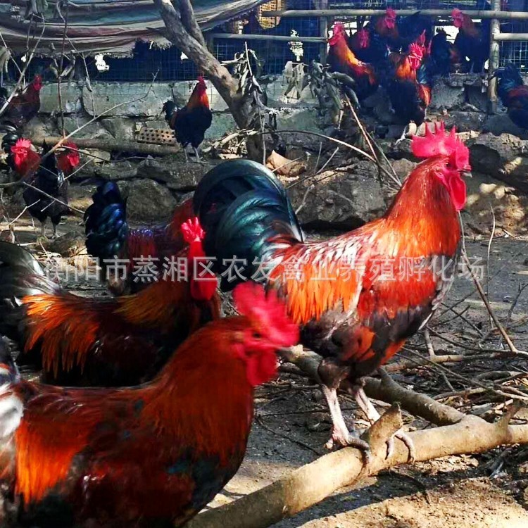 家禽、血毛土公雞苗、青腳土雞苗、紅毛雞苗、 價格優(yōu)惠