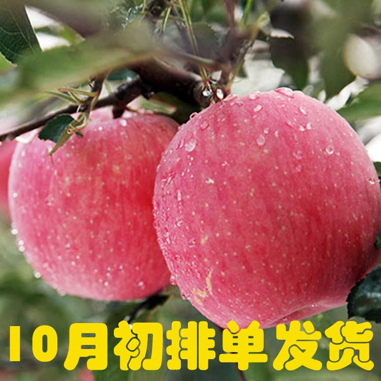 3KG包郵煙臺(tái)棲霞紅富士 5斤裝75mm蘋果 蘋果新鮮脆甜水果包郵預(yù)售
