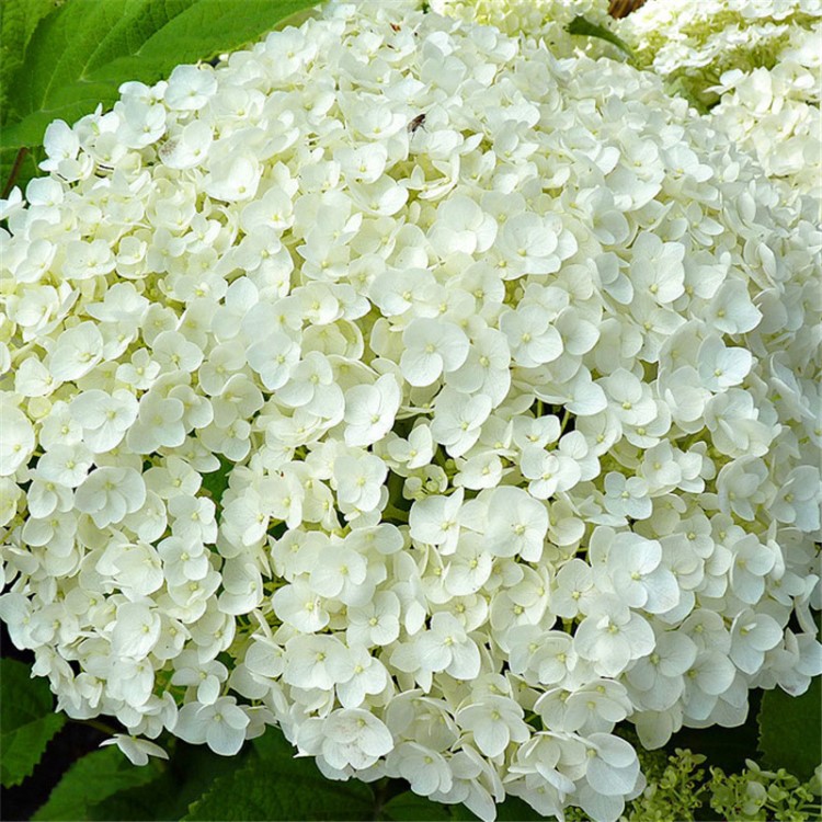 繡球的花園 綠植貝拉安娜 喬木海蒂室外花園庭院含盆盆栽一般