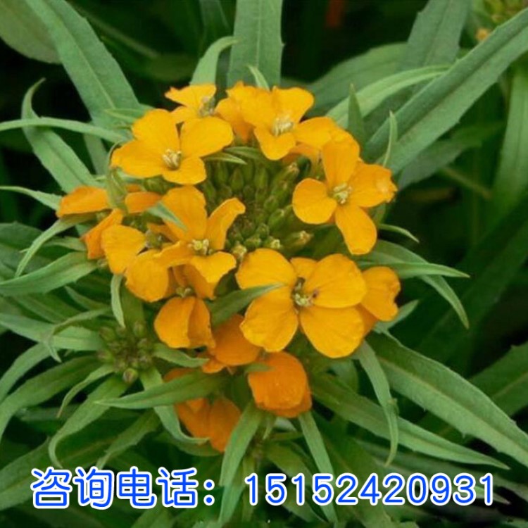 七里黃花卉種子 七里黃觀花植物 庭院種植室內(nèi)陽臺盆栽發(fā)芽率高