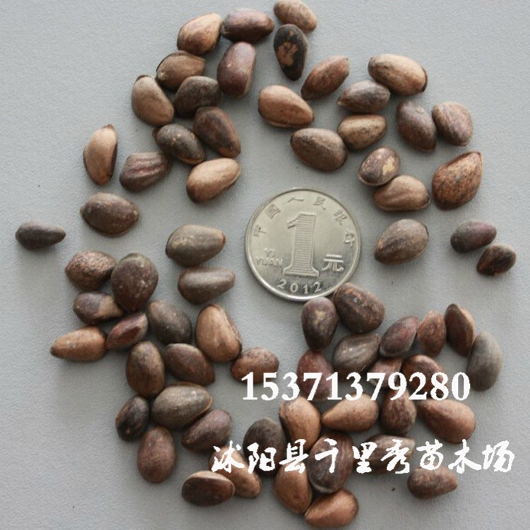 批發(fā)松樹(shù)種子新采華山松種子五須松白松杉松種子