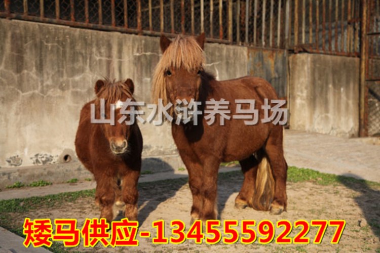 遼寧沈陽德保矮馬價格 矮馬錢一匹 沈陽有騎乘矮馬