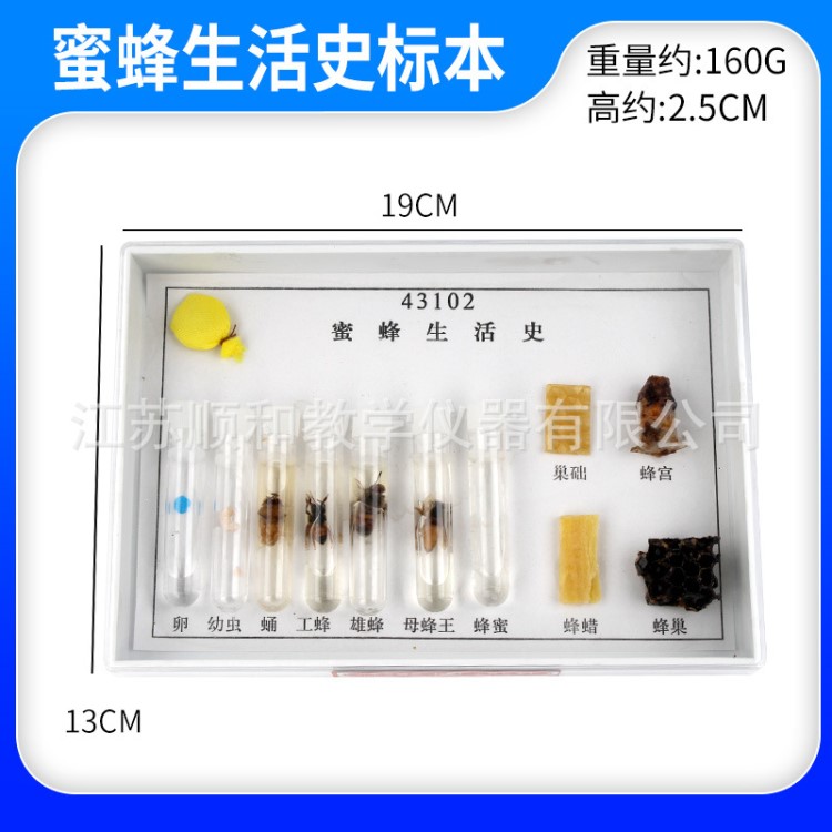 蜜蜂生活史標(biāo)本 43102 生物標(biāo)本 教學(xué)標(biāo)本 教學(xué)儀器