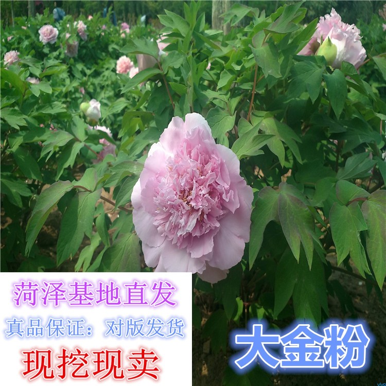 2019新品觀賞牡丹洛陽牡丹花苗催花牡丹嫁接苗成活率一件代發(fā)