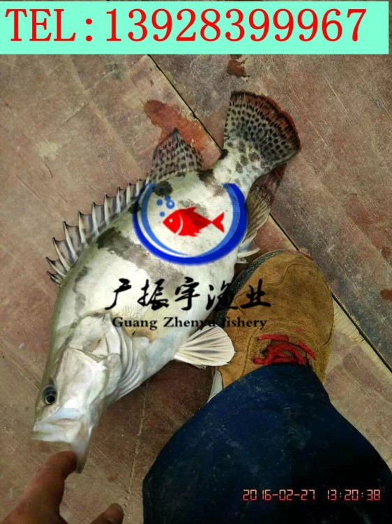 大量桂花魚魚苗上市 桂花魚 鱖魚魚苗 翹嘴桂魚苗 魚苗質(zhì)量好