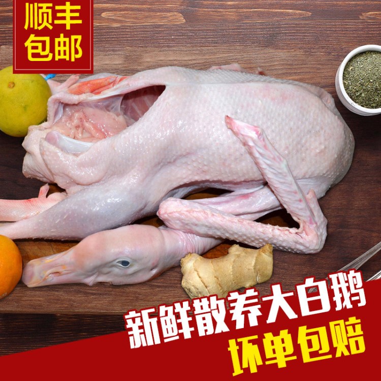 【散養(yǎng)鵝】農(nóng)家散養(yǎng)土鵝嫩鵝現(xiàn)殺冷凍整只鵝肉新鮮大鵝批發(fā)