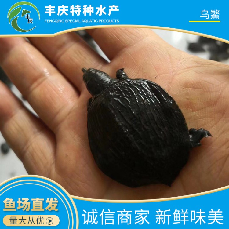 精品烏鱉苗甲魚苗 外塘烏鱉 生態烏鱉 仿野生烏鱉養殖 廠家直銷