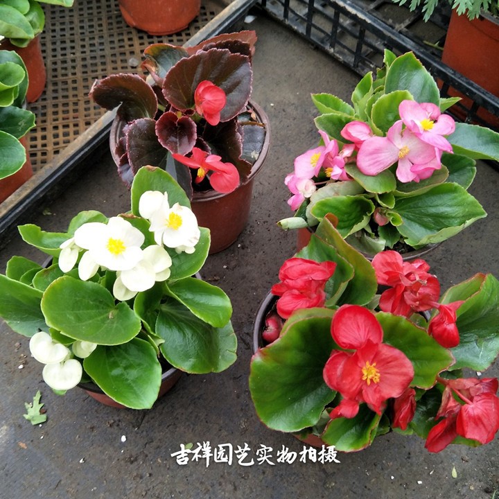 廠家直銷四季海棠花苗 秋海棠不含盆 花苗海棠花苗帶花草本花卉