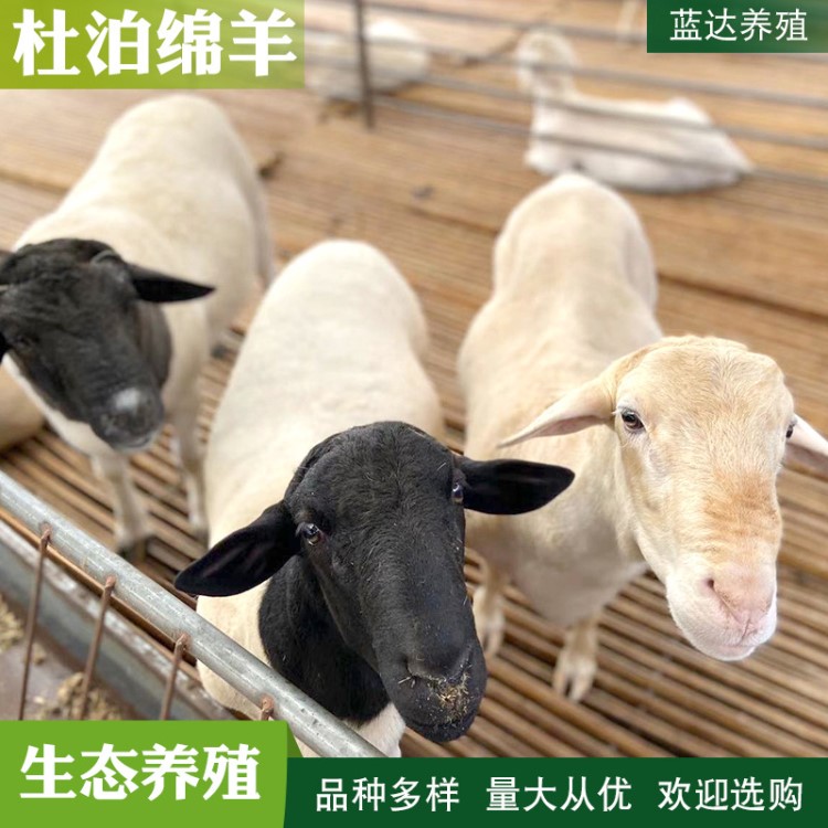 養(yǎng)殖場出售黑頭杜波綿羊 羊毛質(zhì)量好 產(chǎn)量高 免費送貨