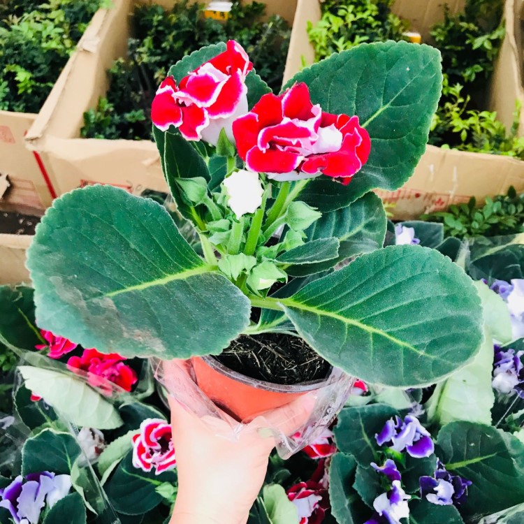 基地直銷重瓣帶花綠植大巖桐 富貴芙蓉花綠植盆栽 四季開花大巖桐