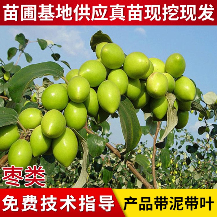 青棗種苗批發 臺灣大青棗種苗金絲蜜棗種苗 南北方種植水蜜棗樹苗